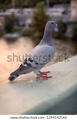 Pigeon on the bridge in prague