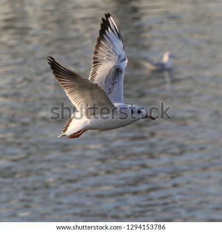 a flying gull above the Winter Lake Balaton