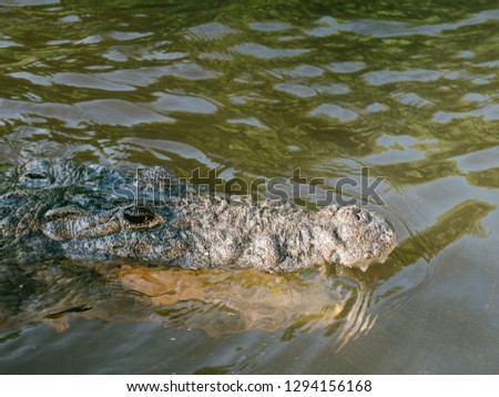 Closeup picture of a crocodile opening its mouth in a river in a Mexican river