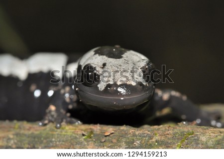 Marbled salamander macro close-up head portrait