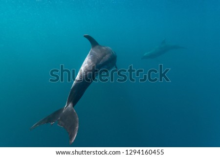 Bottlenose dolphins swim in the waters around isla Pinzon in the Galapagos