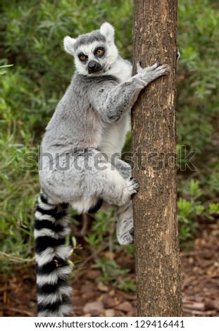 Picture of a beautiful lemur over a tree