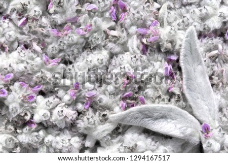 Background with bunny ears from leaves and flowers of the Stakhis plant.