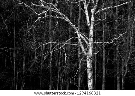 A lone birch tree stands before a darkened forest
