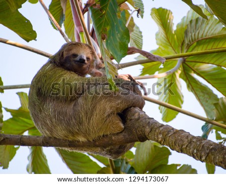 A three-toed sloth in La Fortuna, Costa Rica