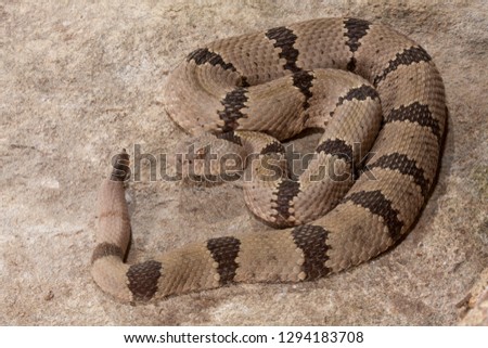 North American Rattlesnake species from a private collection, close up and macro photos of head, rattle, skin pattern