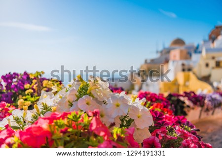 Beautiful view of Santorini island in Greece under colored flowers in the sun