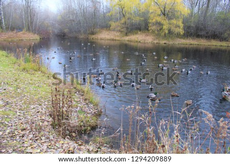 Ducks in a row Green Bay, WI