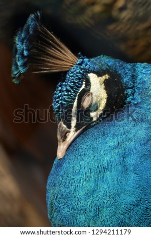 colorful pheasant bird and decorative feather long tail