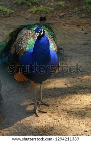 colorful pheasant bird and decorative feather long tail