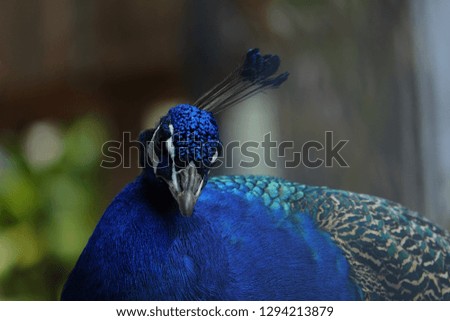 colorful pheasant bird and long tail decorative feather