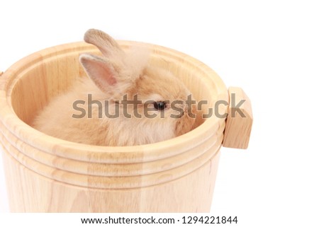Little cute fluffy brown rabbit bunny in wooden bucket isolated on white background