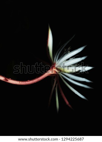  white Epiphyllum anguliger flower,pictures is taken at night