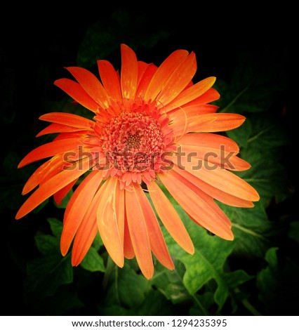 African Daisy, Gerbera, Orange flower black background outstanding blooming fresh beautiful colourful