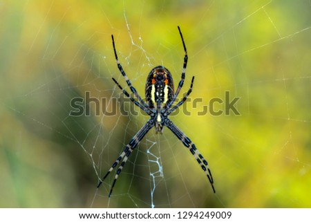 Beautiful spider on a spider web- Stock Image     