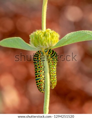 Beautiful   Сaterpillar of swallowtail - Stock Image
