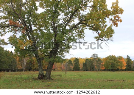 This magnificent silver maple (Acer saccharinum) towers above a grassy field. If you look closely you can see the dark shapes of horses weaving through the distant autumn trees.  Royalty-Free Stock Photo #1294282612