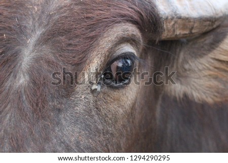 The eyes of the buffalo had many tears flowing out