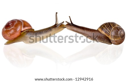 Two funny snails kissing eachother very slowly