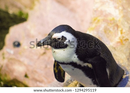 penguin at zoo