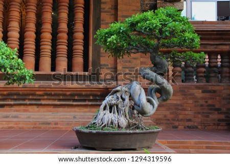 Bonsai trees planted in beautiful decorative pots in the building.