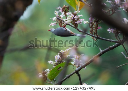  Bird with Cherry blossom flower,Bulbul,White-headed Bulbul