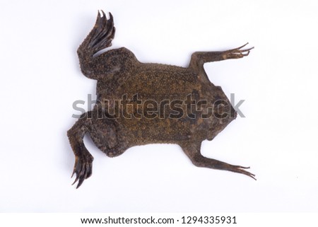 Surinam toad (Pipa pipa)