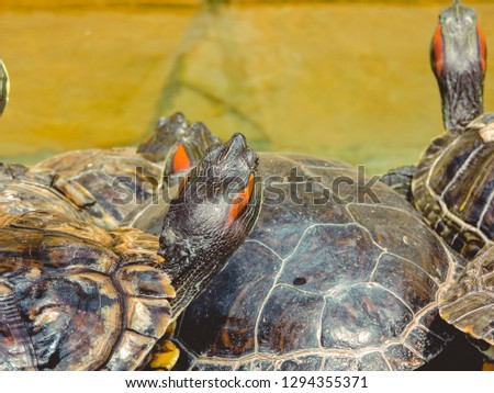 Red-eared Slider (Trachemys scripta elegans) Common slider Turtle wild animal. turtles ,Turtles on the stone,beautiful turtles. Reptile animals.Turtles Sunning photo, basking and swimming in the sun/