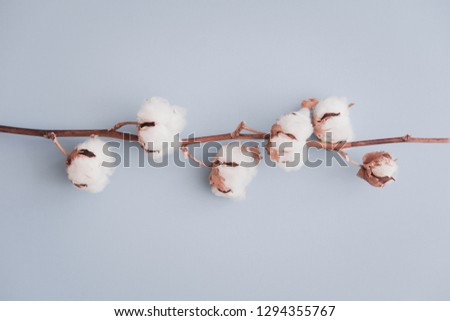 Cotton flower on pastel pale blue paper background, overhead. Minimalism flat lay composition for bloggers, artists, social media,  magazines. Copyspace, horizontal