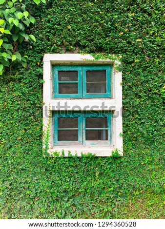
Wooden windows with green leafy ivy on the wall