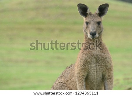 Eastern Grey Kangaroo on a golf course in Australia.
