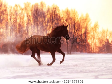 Beautiful andalusian horse
