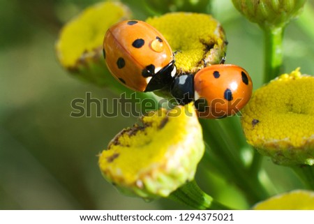 two ladybugs kisses each other