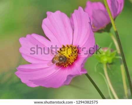 Pretty honey bee and beautiful pink petals Cosmos flower in natural backdrop, Close up bright floral of summer in field. Center of growing flower, free space for add texts, wallpaper, banner, desktop.