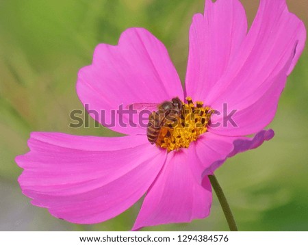 Pretty honey bee and beautiful pink petals Cosmos flower in natural backdrop, Close up bright floral of summer in field. Center of growing flower, free space for add texts, wallpaper, banner, desktop.