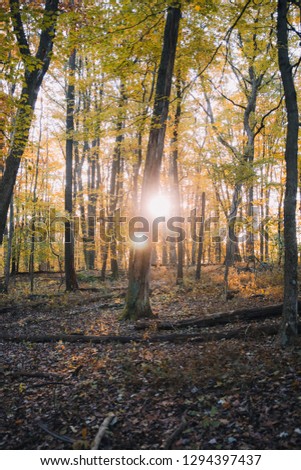 Sunrise Forest in Morgantown, WV Royalty-Free Stock Photo #1294397437