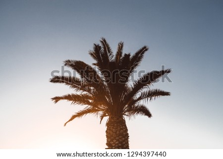 Sunset Palm Trees in Los Angeles Royalty-Free Stock Photo #1294397440