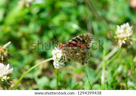 Painted Lady - Vanessa cardui - is sucking the nectar of a white clover in Fukuoka city, JAPAN. 