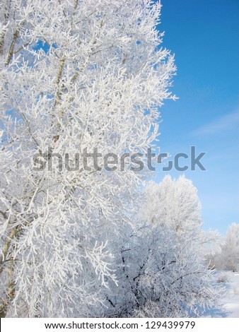 Rime on the twigs of trees over blue sky