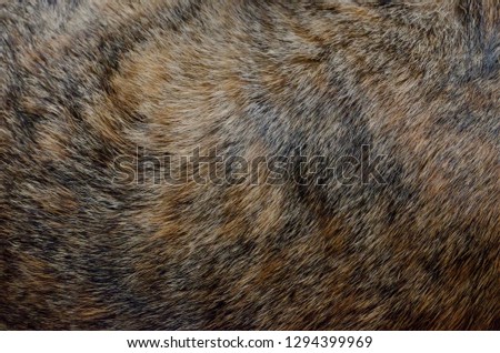 Background photo of the body's fur from leopard color cat.