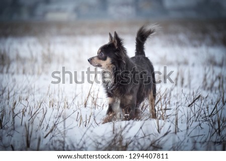 Dog in the snow in winter in the forest