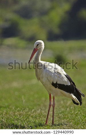 Adult stork in its natural habitat (Ukraine)