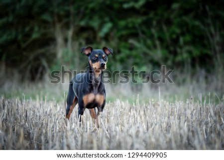 Dog in the field on meadow with trees in the background