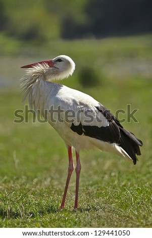 Adult stork in its natural habitat (Ukraine)