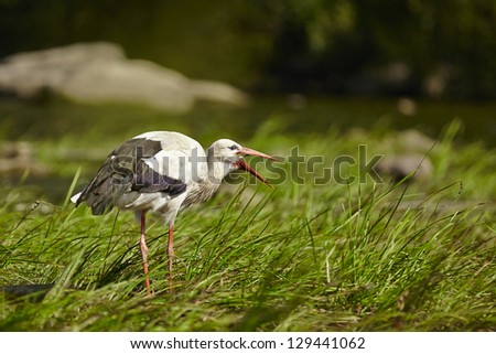 Adult white stork is eating a fish
