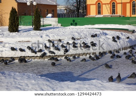 City pigeons in the winter in the snow. Very coldy. The birds are freezing