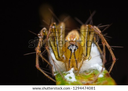closeup shot of spider in nature