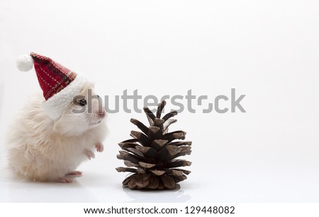 Dwarf hamster with christmas red hat on white background