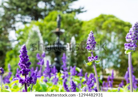 Close-up pictures, Selective focus on purple flowers in the garden with statues and fountains in the back.
