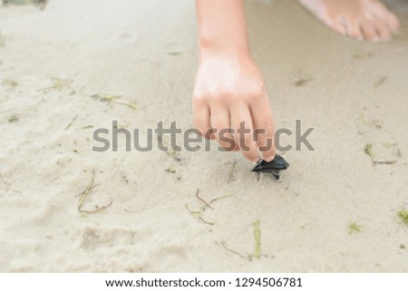 wet hand picks up a black seashell from the sand